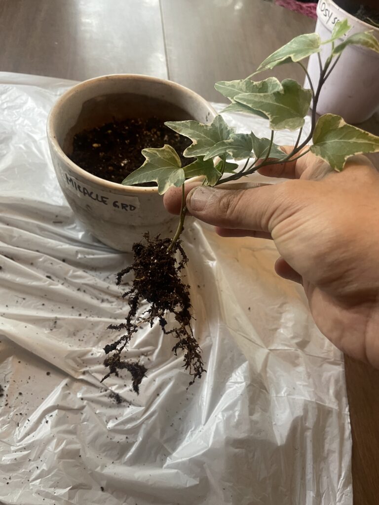 Image taken out of miracle gro pot to show root development after 15 days. Highest of the three mixes