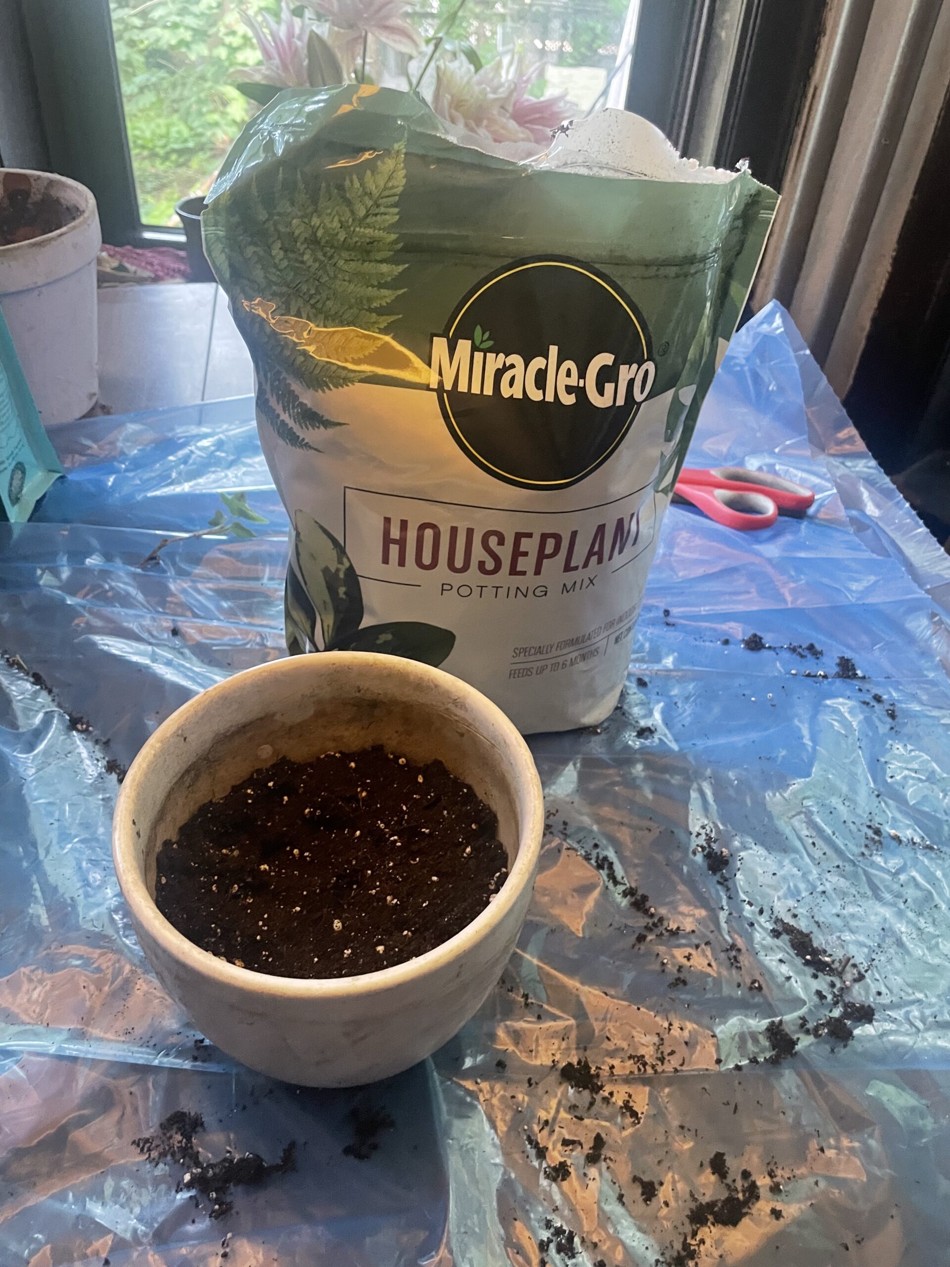 Miracle gro soil mix behind the pot where english ivy cutting goes to test the soil