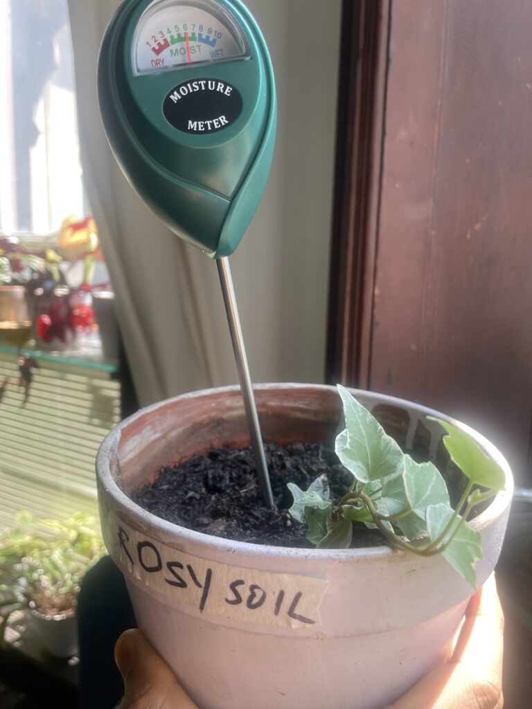 Rosy soil moisture meter reading of 7 on day 1