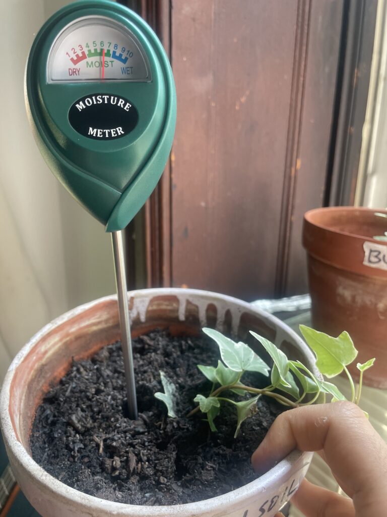 Rosy soil moisture meter reading of 6 on day 2