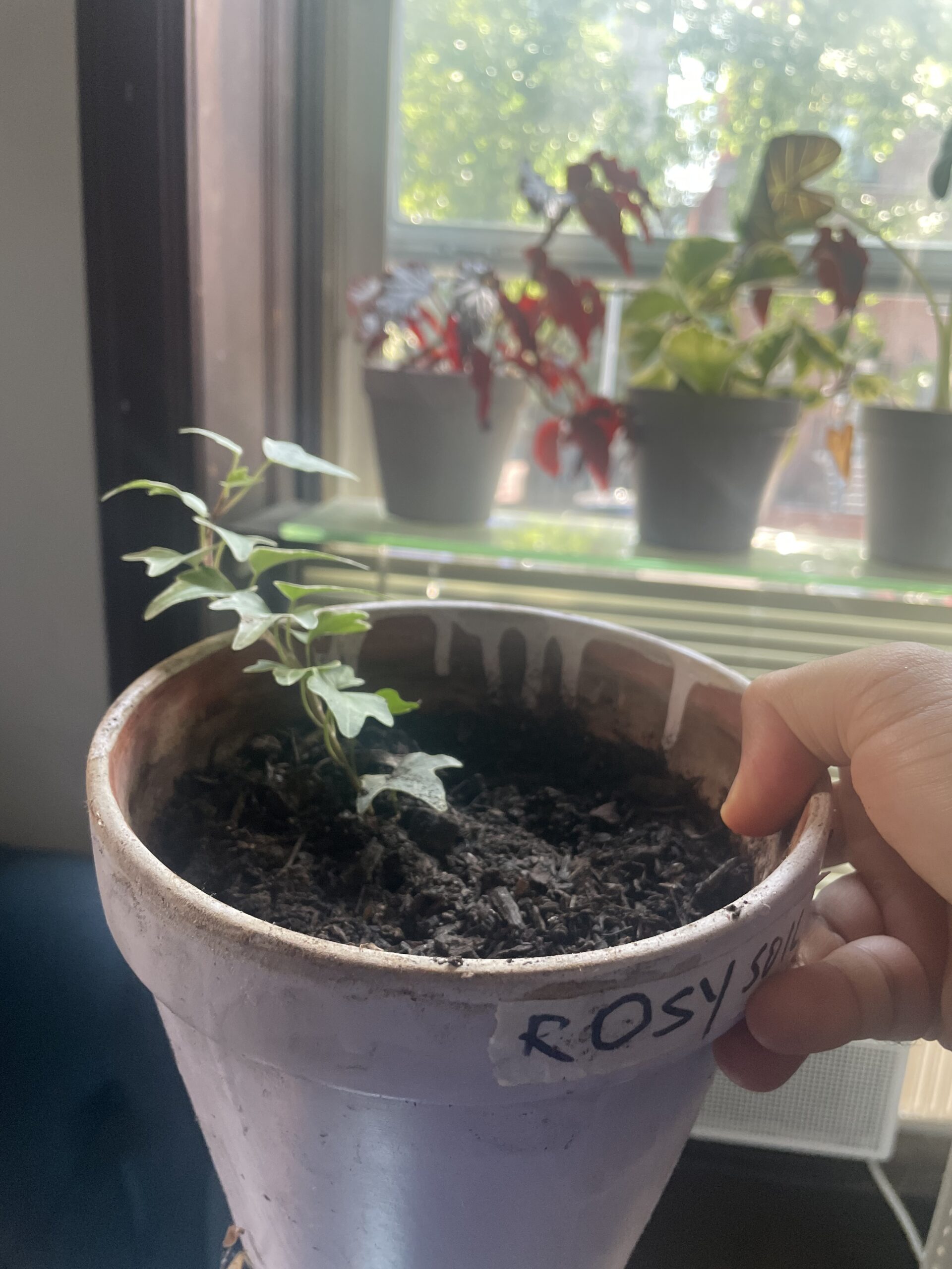 showing ivy plant in a pot labelled rosy soil with a leaf count of 15+ on day 15 of the test. This plant grew an additional 3-4 leaves