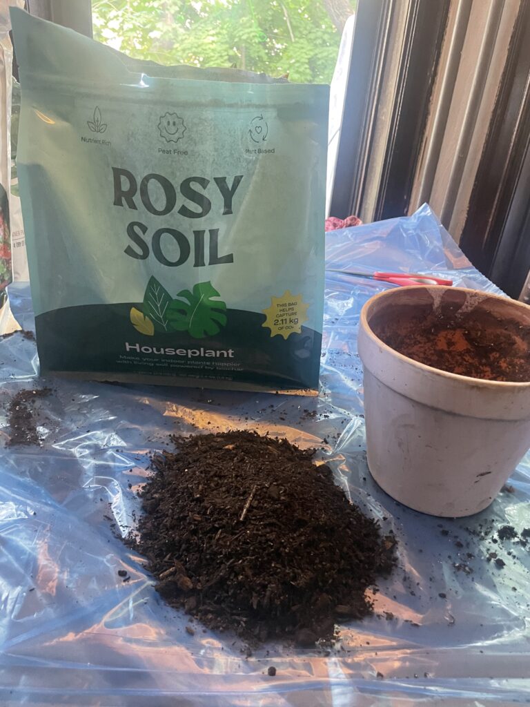 Rosy soil mix in a packet behind the pot and the soil on the table where English ivy cuttings will go