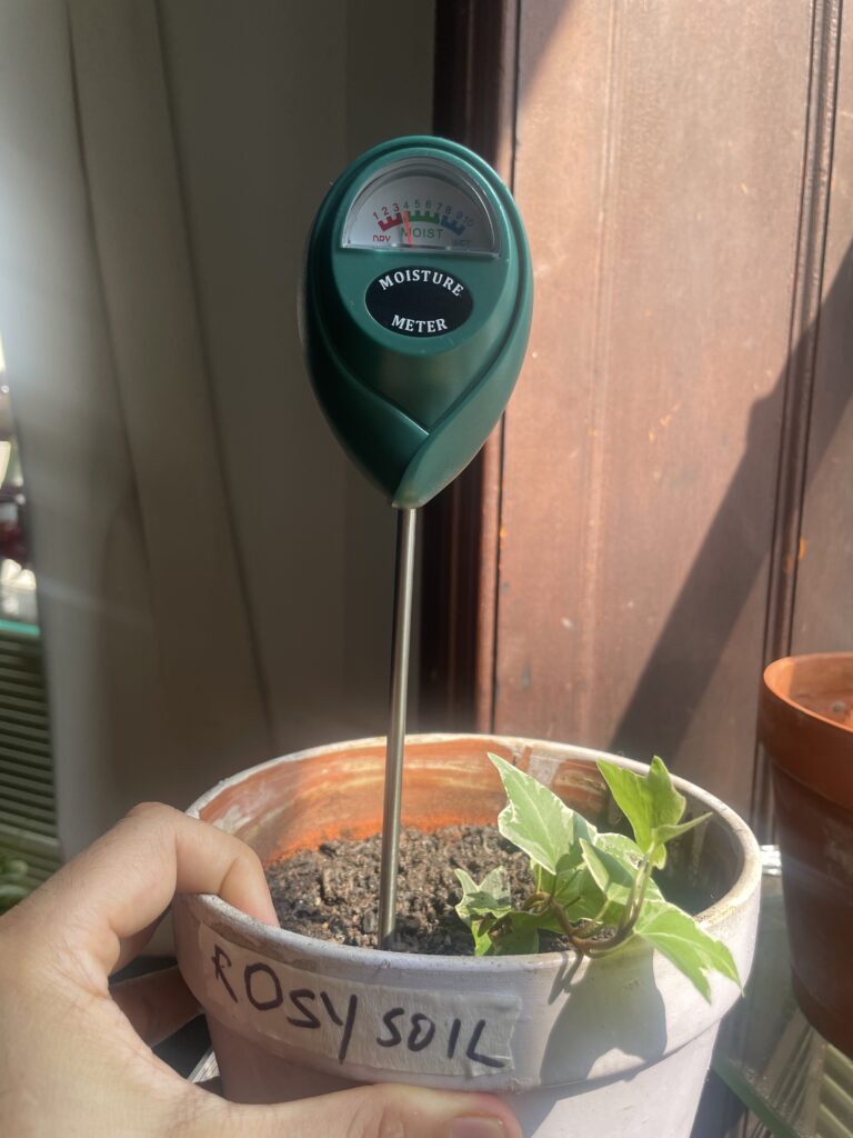 Rosy soil moisture meter reading of 4 on day 3