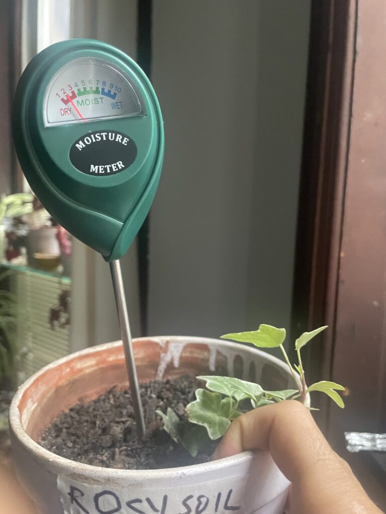 Rosy soil moisture meter reading of 2 on day 6
