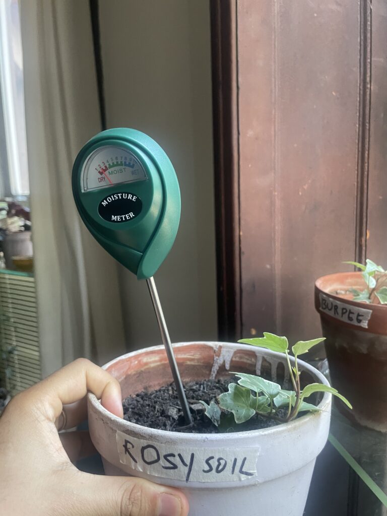 Rosy soil moisture meter reading of 2 on day 7