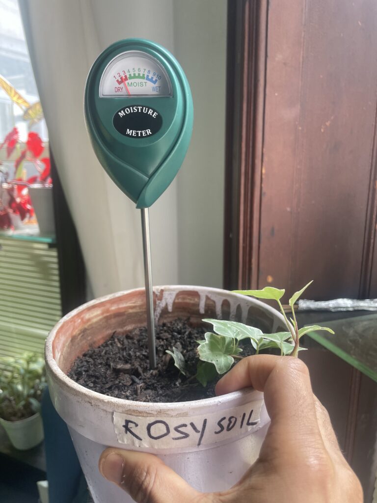 Rosy soil moisture meter reading of 3 on day 4