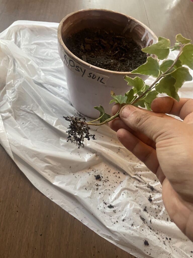 Rosy soil root development taken out of a pot afte 15 days. Medium development