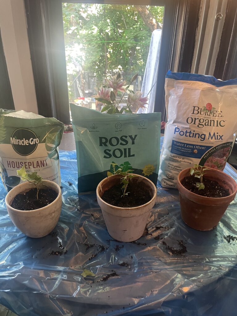 Image of three soil mixes: burpee, rosy soil, miracle gro, behind plant cuttings of english ivy for the test to see which soil performs better